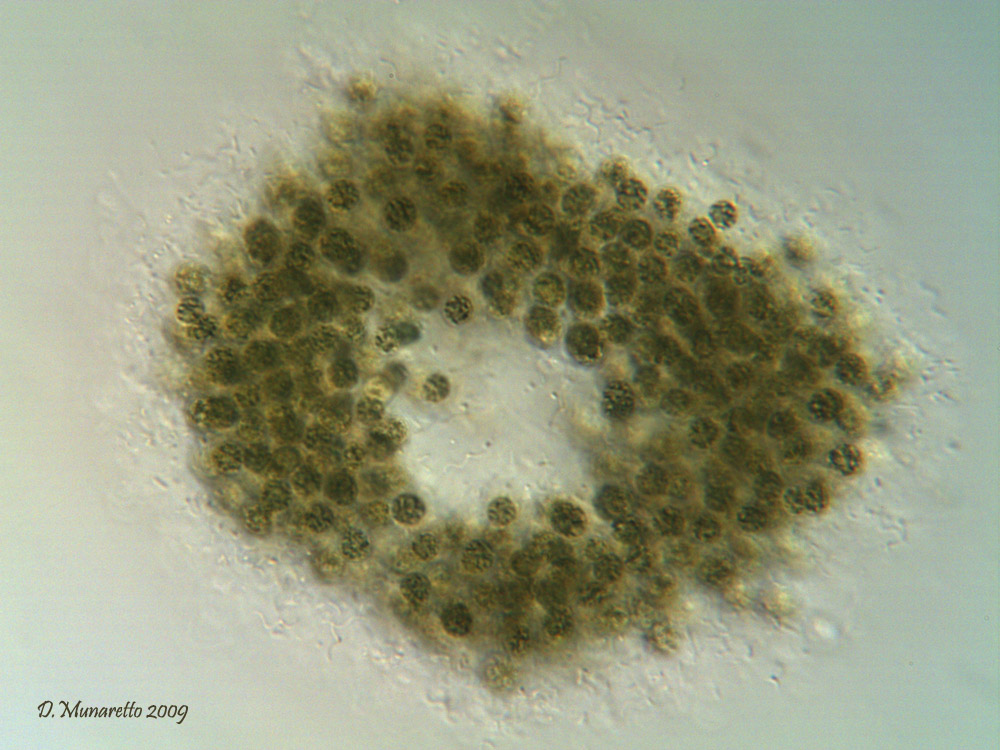 Alga...da identificare!